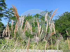 A rush plant on meadown