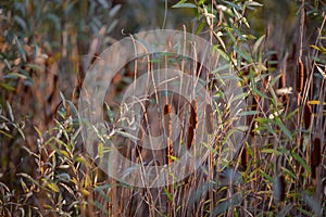 Rush reed in a warm light of the autumn season. Typha plant at the lake