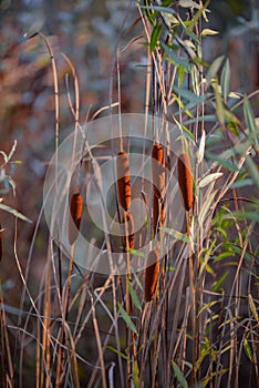Rush reed in a warm light of the autumn season. Typha plant at the lake