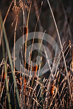 Rush reed in a warm light of the autumn season. Typha plant at the lake