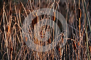 Rush reed in a warm light of the autumn season. Typha plant at the lake