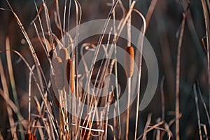 Rush reed in a warm light of the autumn season. Typha plant at the lake