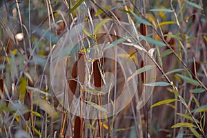Rush reed in a warm light of the autumn season. Typha plant at the lake