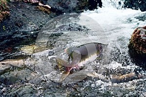 Rush of salmon to spawning grounds