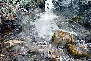 Rush of salmon to spawning grounds