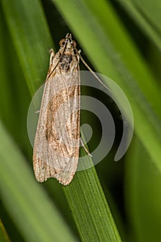 Rush veneer Nomophila noctuella