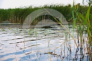 Rushes backwater, yellow water lily. Village Pluta Ukraine