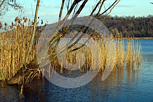 Rushes and bare tree on a lake