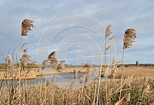 Rushes blowing in the wind in marshland