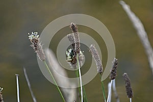 Rushes or Juncaceae, 1.