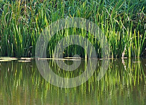 Rushes on the lake photo