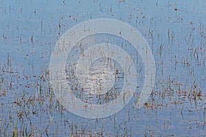 Rushes in a lake with refection of clouds