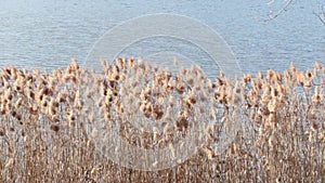 Rushes lake in winter time