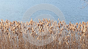 Rushes lake in winter time