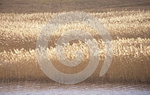 Rushes