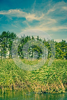 Rushes and pinetrees by the river