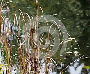 Rushes Beside Pond