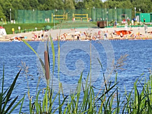 Rushes Reeds with Happy People Having Fun on the Sunny Beach During a Summer Day in Background