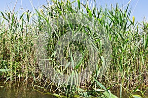 Rushes on the river bank