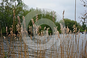 Rushes, River Yare, Norfolk Broads, England