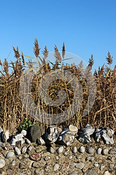 Rushes and stone wall in Cley by the Sea