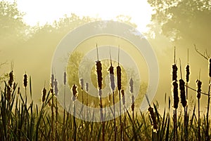 Rushes at sunrise