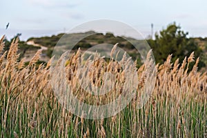 Rushes and vegetation typical of the riverside and lagoons