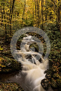 Rushing Creek Through Autumn Forest and Rhododendron