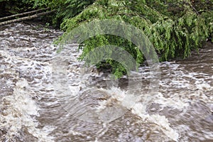 Rushing Rapid Water from Flash Flood in Stream