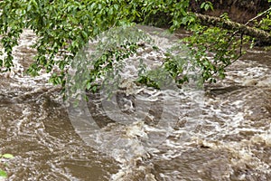 Rushing Rapid Water from Flash Flood in Stream