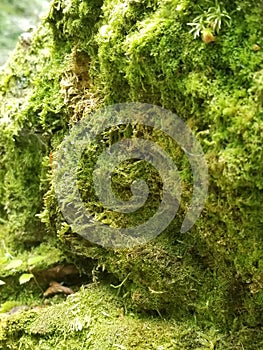 Rushing river boulders moss mushroom