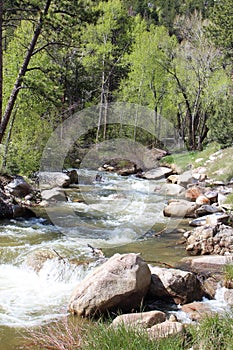 Rushing stream of runoff from Mount Princeton through a forest in Nathrop, Colorado