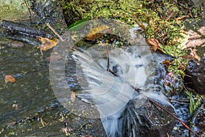 Rushing Water Closeup