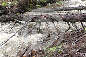 Rushing Water from Flash Flood in Stream