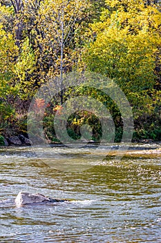 Rushing water int he river with a lone red maple - Fall in Central Ontario, Canada