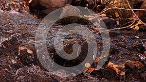 Rushing water in a small dark stream in autumn slow motion