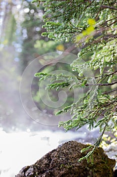 Rushing Waterfall Placing Glowing Dew Drops on a Small Pine Tree in Rocky Mountain National Park