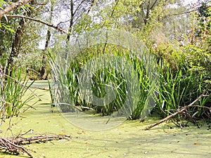 Rushy and duckweed river