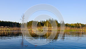 Rushy swamp in forest landscape