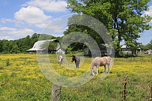 Rusitic Barn in Rural Tennessee