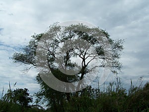 Rusizi Naturel Reserve-Delta area-forest and trees