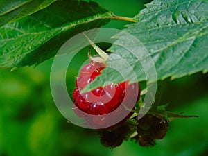 Ruspberry