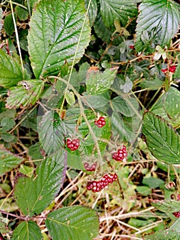 Ruspberry