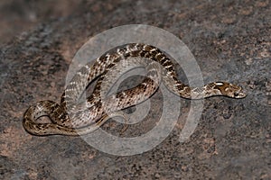 Russel kukri snake, Oligodon taeniolatus at Satara, Maharashtra