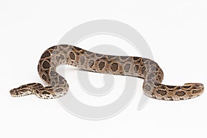 Russel`s Viper snake or Eastern Russel’s Viper Daboia siamensis isolated on white background