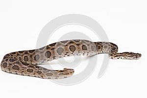 Russel`s Viper snake or Eastern Russel’s Viper Daboia siamensis isolated on white background