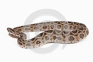 Russel`s Viper snake or Eastern Russel’s Viper Daboia siamensis isolated on white background