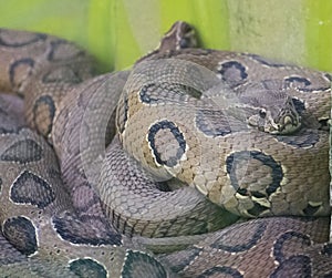 Russel`s Viper Venomous Snake Closeup Shot