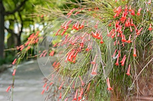 Russelia Equisentiformis Native From Mexico