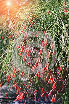 Russelia equisetiformis, Firecracker plant in sunlight. Exotic flowers photo